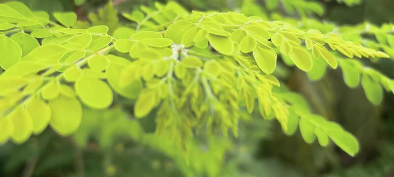 Fresh moringa leaves with water droplets in soft natural light close up photography