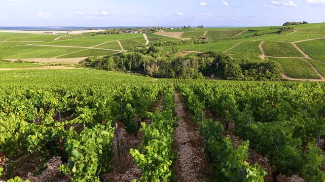 Travelling a&eacute;rien en drone au-dessus des vignobles de Chablis, en Bourgogne. Rang&eacute;es de vignes au c&oelig;ur du c&eacute;l&egrave;bre terroir viticole fran&ccedil;ais.