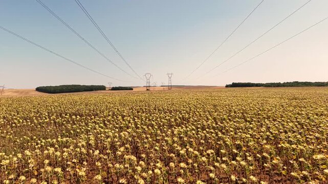 Travelling a&eacute;rien en drone entre les pyl&ocirc;nes &eacute;lectriques, au-dessus d&rsquo;un champ de tournesols dess&eacute;ch&eacute;s par une forte canicule en Bourgogne.