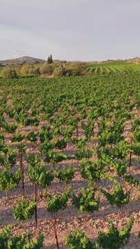 Rows of grapevines in a sunlit vineyard near Opoul Perillos, France. The scene features lush green vines, rocky soil, and distant wind turbines on rolling hills under a clear sky, vertical 9:16 view.