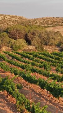 Lush green vineyard rows in Opoul Perillos, southern France, vertical 9:16 view.