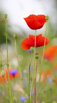 Red poppies and blue cornflowers bend and sway in strong summer wind across wild meadow. Delicate stems, grasses and seed pods move in breeze, creating dynamic rural scene with soft floral background