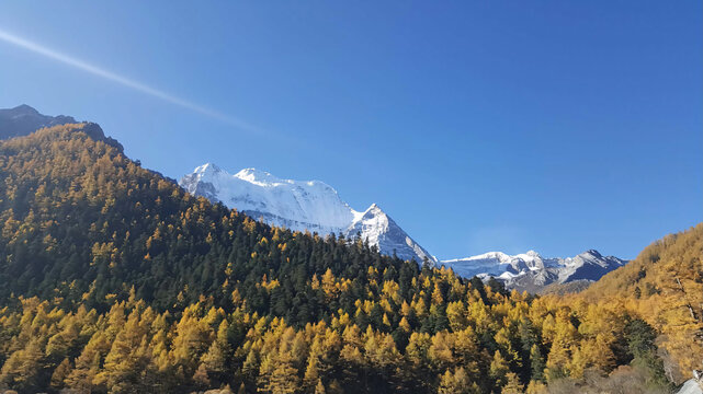 Snow-Capped Mountains Above Golden Autumn Forest in Yading, China