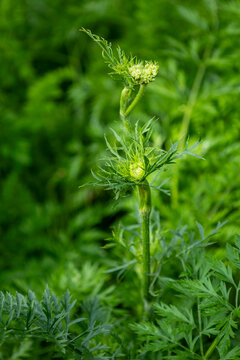 Green Carrot Plant Developing Tall Flowering Stem In Summer Garden
