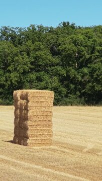 A tall stack of rectangular hay bales standing alone in a harvested golden wheat field, bordered by dense green trees under a clear blue sky, vertical 9:16 view.