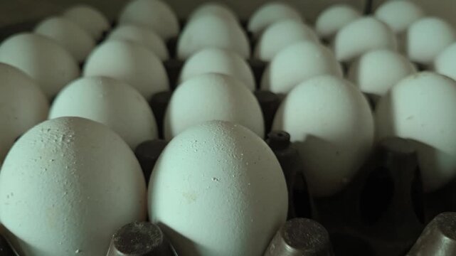 Close-up view of textured white eggs arranged in a commercial storage crate symbolizing agricultural production, food supply chain efficiency, and fresh breakfast ingredients ready for distribution.
