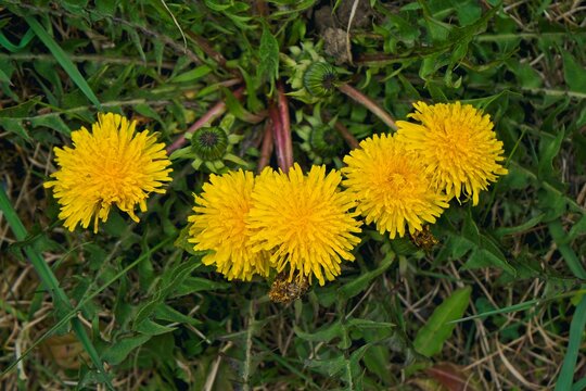 A cluster of bright yellow dandelions and unopen buds blooming together in a patch of green grass