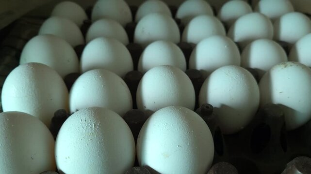 White chicken eggs arranged neatly in a commercial plastic tray package, highlighting agriculture industry supply, farm fresh protein, and wholesale food production distribution.