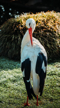 cigogne blanche