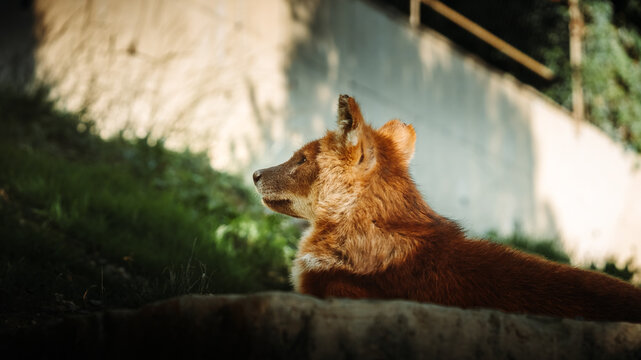 Dhole 4