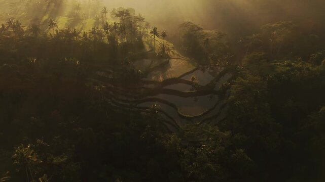 Aerial view of Mancingan Rice Terrace surrounded by lush palm trees and tropical vegetation during golden hour in Tampaksiring, Bali, Indonesia.