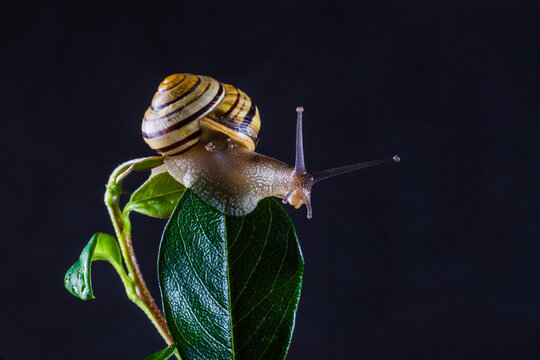 snail close up on a leaf, black background