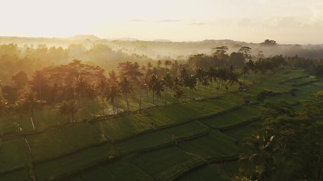 Aerial view of Mancingan Rice Terrace featuring lush green rice paddies, rows of palm trees, and soft morning mist illuminated by golden sunrise light in Tampaksiring, Bali, Indonesia.