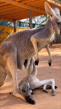 Kangaroo Joey Climbing Head First into Mother&rsquo;s Pouch
