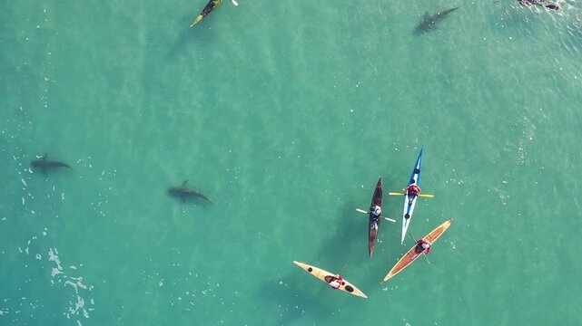 Aerial view of kayakers paddling in the clear turquoise waters of the Mediterranean Sea near Hadera, with several sharks swimming beneath them in Hadera, Haifa District, Israel.