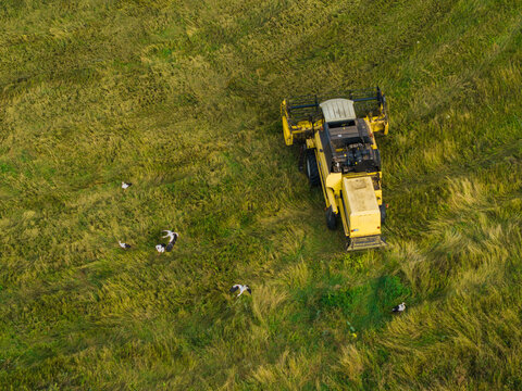 Aerial view of a combine harvester working in a green field with storks foraging nearby in Vilnius Country, Lithuania.