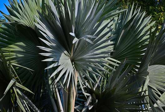 Silver Bismarck Palm closeup. Bismarckia Nobilis. large costapalmate leaves. decorative tropical tree. Native to Madagascar. popular in Valencia, Spain. regular lush green palms in the background.