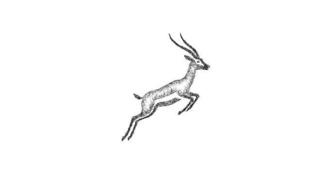 Sketch springbok icon animation - smooth progressive reveal