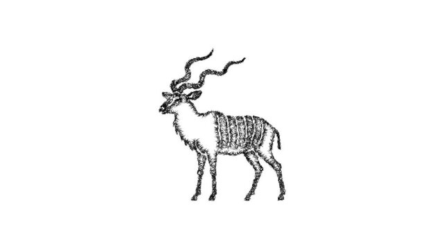 Sketch kudu icon animation - smooth progressive reveal