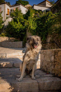 A dog in the sun in the coastal village of Dh&euml;rmi in Albania.