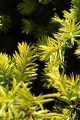 Close-up view of fresh bright green conifer branches illuminated by sunlight, with needle-like foliage against a dark natural background. © Михаил Кривовяз