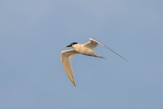 Im letzten Licht der Abendsonne fliegt eine Brandseeschwalbe (Thalasseus sandvicensis) zu ihren Nahrungsgr&uuml;nden an der Nordseek&uuml;ste, selten, bedroht, Brutkleid, Brutzeit, Juni, D&auml;nemark