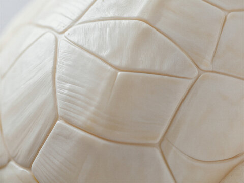 Detailed Close-up of White Tortoise Shell Scutes Highlighting Natural Textures