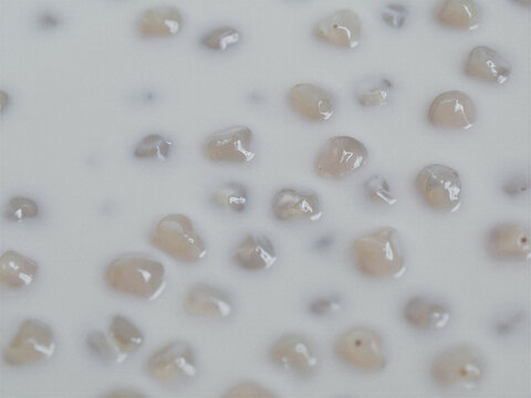 Top view of translucent sago pearls swimming in thick white coconut milk for a sweet treat