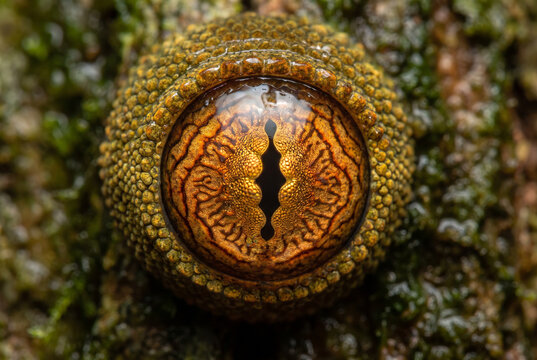 Gecko eye macro with golden scales and iris detail