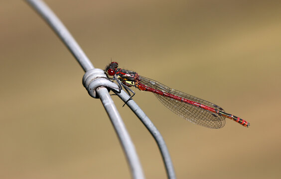 Fr&uuml;he Adonislibelle - Large Red Damselfly