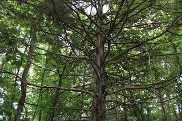 Fototapeta premium Intricate branches of an eastern red cedar tree in a dense forest