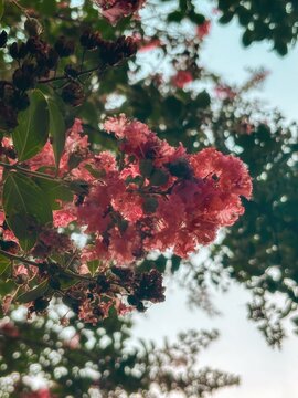 red maple leaves