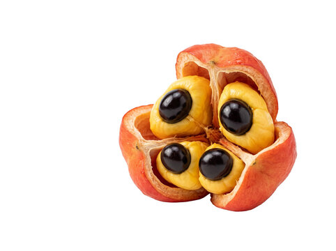 Ackee seed isolated on whit