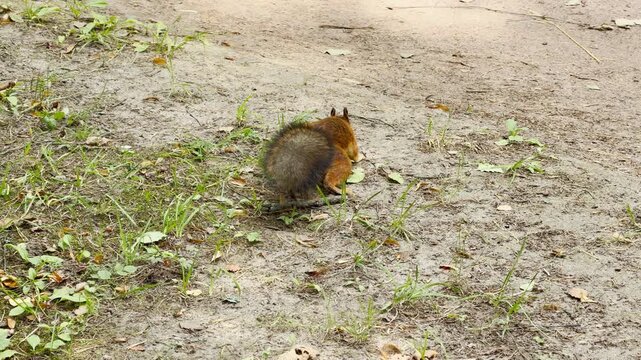 A cute squirrel climbs up a person's hand to take food along a park path. This heartwarming wildlife encounter brings feelings of joy, excitement, and wonder in a peaceful setting.