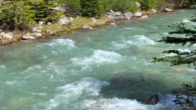 Johnston Creek river in Johnston Canyon in the Banff National Park. British Columbia, Canada. The river water flows rapidly over rocks in a vibrant green environment with trees and shrubs nearby