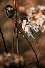 Great tit perched on a thin branch with a reflection in glass against warm brown autumn background © PIC by Femke