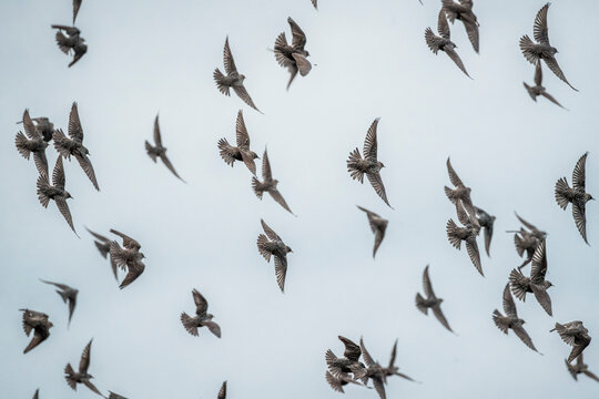 Large flock of small birds flying across a pale overcast sky, dynamic aerial formation showing motion and silhouetted wings