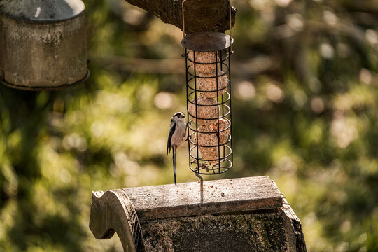 Woodpecker feeding on a suet feeder in a sunlit backyard with blurred green bokeh background