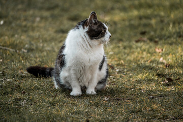 Obraz premium Fluffy long-haired domestic cat sitting on a grassy lawn, looking to the side — outdoor pet portrait in natural light