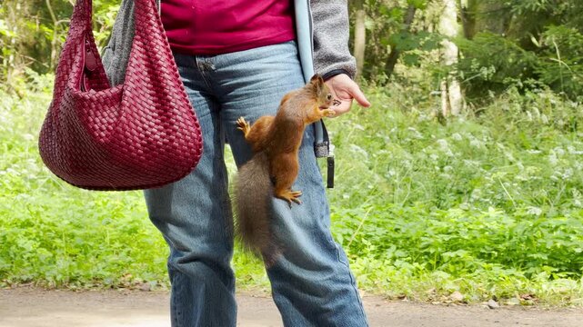 A cute squirrel climbs a woman's leg to eat seeds on a sunny park path. She feels happy and amazed during this delightful wildlife encounter in the green nature.