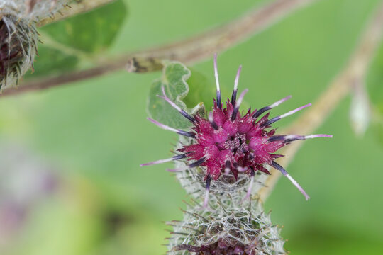 Close-up of a greater burdock flower, with central magenta florets and spiky hooked bracts, near Gotha, Thuringia, Germany.