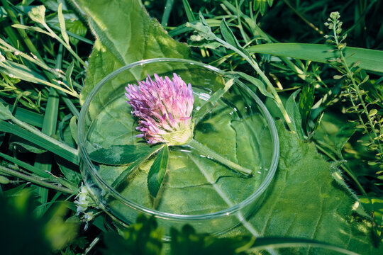 Clover flower specimen resting in clear petri dish for botanical analysis