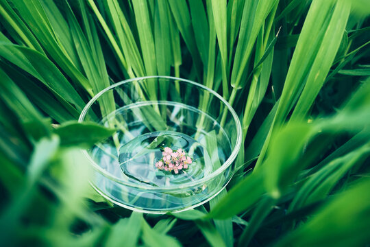 Petri dish with small flower and water surrounded by lush green grass
