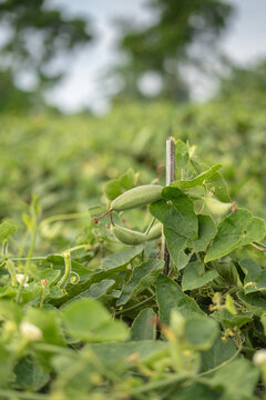 Fresh pointed gourd vegetables growing on a vine in a farm garden