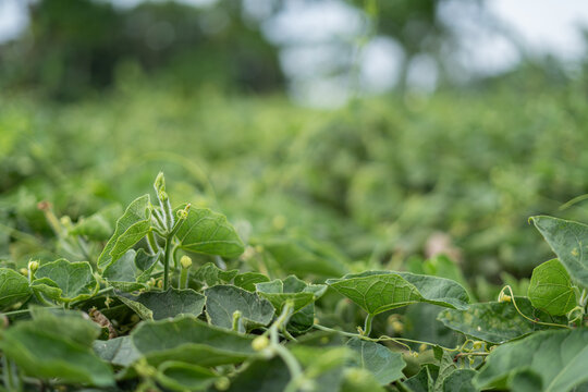 Fresh pointed gourd vegetables growing on a vine in a farm garden