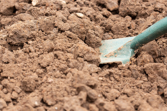 Digging clay soil, poor quality heavy top soil, being dug in a garden background backdrop. Home gardening chore concept