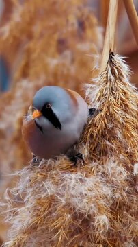 Bearded reedling bird searching for seeds on brown fluffy reeds in this natural motion video clip