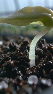 Vertical video: After watering, seedling lifting cotyledon and stretching hypocotyl in greenhouse