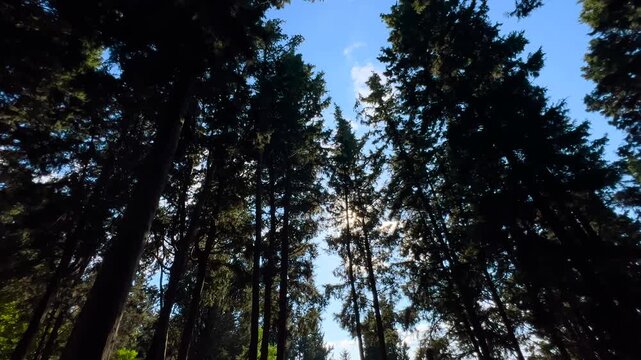 Wide angle steadicam movement among tall evergreen trees in coniferous forest. Sunlight shining through canopy creating silhouettes and natural lens flare in bright daylight