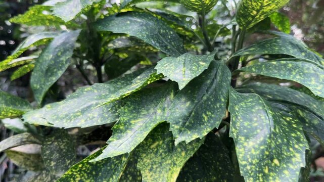 Close up shot reveals yellow spotted leaves of Aucuba japonica Variegata after light rain. Gold Dust Japanese laurel foliage displays glossy variegated texture in botanical garden. Detailed